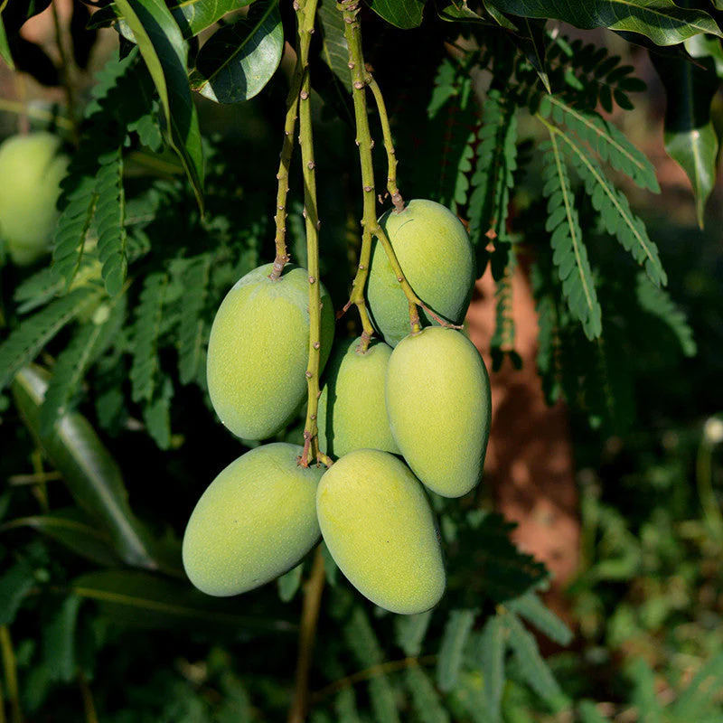 Multani Dusheri Mango