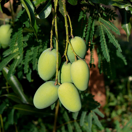 Multani Dusheri Mango