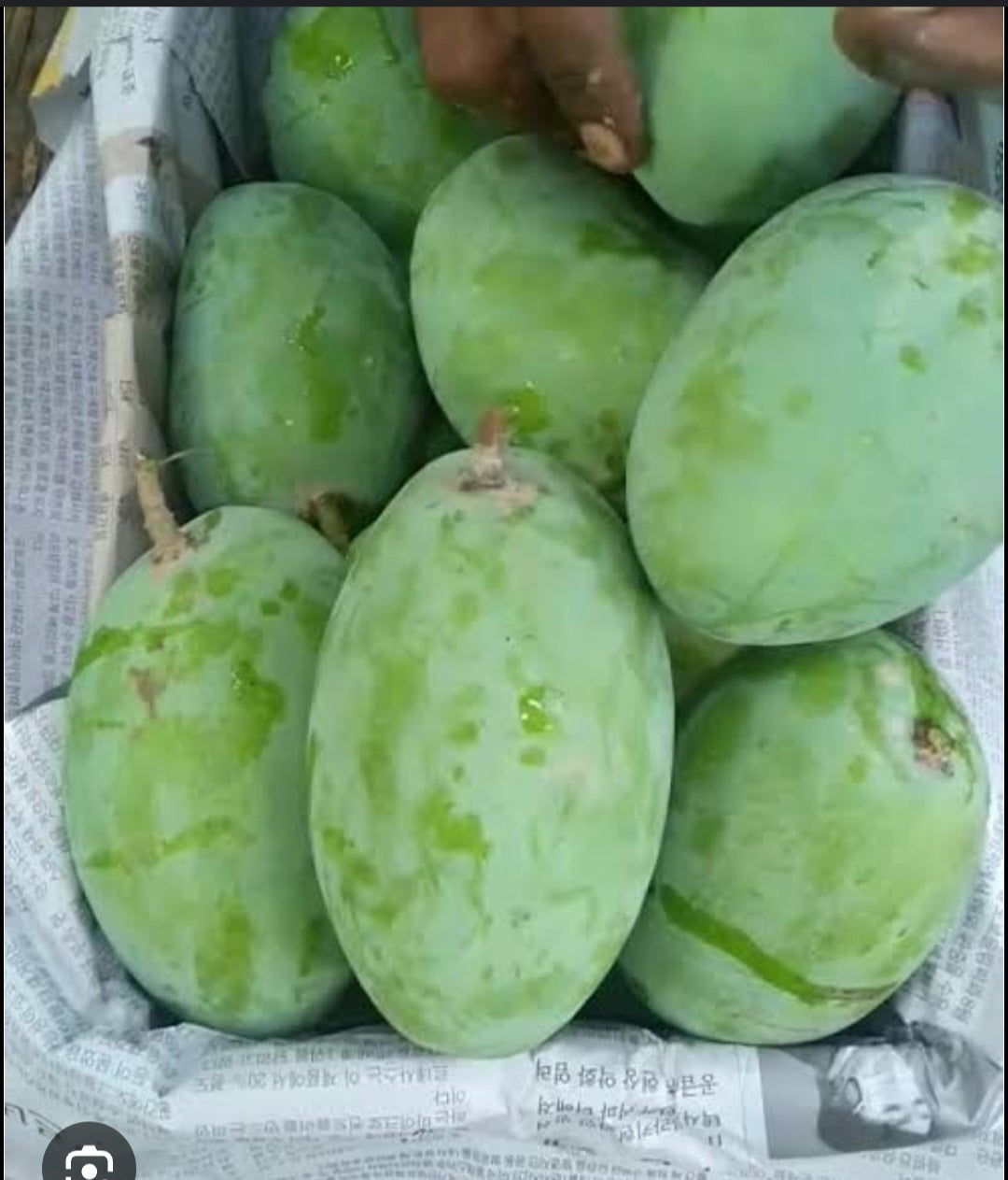 Fajri Mango Gift Box 5kg, 8kg, 10kg