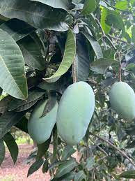 Fajri Mango Gift Box 5kg, 8kg, 10kg