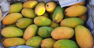 Multani Dusheri Mango