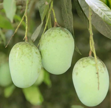 Sweet Langra Export Grade 5kg + 8kg + 10kg
