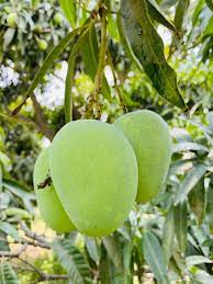 Anwar Ratol Mango